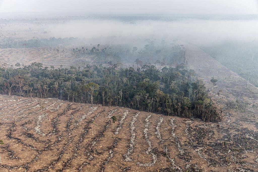 (Foto: Marizilda Cruppe / Greenpeace)